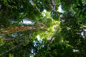 Skupina VELUX oznamuje dva nové projekty v oblasti ochrany klímy a prírody, na Madagaskare a vo Vietname v spolupráci s organizáciou WWF