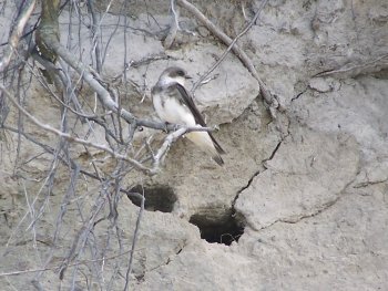 Brehuľa obyčajná (iný názov Brehuľa riečna) (Riparia riparia), anglicky Sand Martin, sa usídlila v golfovom areáli počas jeho výstavby a dala mu tak meno Sand Martin Holes. Autor: Ejdzej, záber z útesu Baltského mora, Poľsko &ndash; Wikipedia Commons.