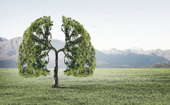 Pohľad na strom vytvarovaný do podoby ľudských pľúc (autor: Sergey Nivens, Shutterstock))