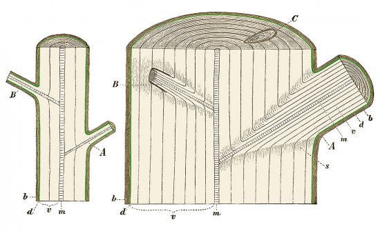 Obr. 2: Dva roky starý kmeň (vľavo) a 8 rokov starý kmeň (vpravo). b &ndash; kôra; d &ndash; lyko a kambium (zelene) &ndash; delivé pletivo, pomocou ktorého vzniká sekundárne drevo, tzn. nový letokruh a  sekundárne lyko (floém) medzi kôrou a kmeňom; m &ndash;reň; v &ndash; letokruhy, teda drevný cievny zväzok = drevo. B &ndash; Zarastený 3 roky starý konár, ktorý bol odrezaný; C. Konár v priečnom reze. Zdroj: Wikipedia, autor neznámy &ndash; voľné dielo.