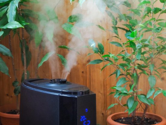 Zvlhčovače vzduchu sú veľmi užitočné obzvlášť v zime, kedy kúrime a vzduch je vysušený. Prečo však prístroj nevyužiť napríklad v zimnej záhrade na udržanie tropickej vlhkosti? (Autor: Stanislav71, Shutterstock)