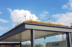 V Holandsku vybudovali viac ako 300 autobusových zastávok so zelenými strechami.