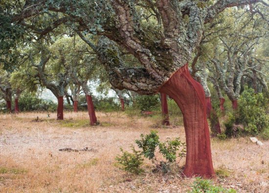 Korok je ťažený tak, že je olupovaná kôra z korkového dubu. Tá je následne sušená na slnku. (autor: beatraxa, Shutterstock)