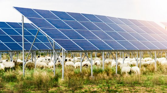 Spásanie trávy pod fotovoltaickými panelmi ovcami eliminuje potrebu postreku pozemku herbicídmi aj kosenie, čo majiteľom pozemku prináša významnú finančnú úsporu, Foto:jensen, shutterstock
