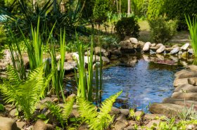Vytvorte si na vašej záhrade prirodzený a zdravý ekosystém pomocou biodiverzity