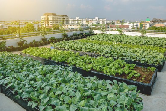  V mestách je možné zriadiť záhradku aj na streche. Zdroj: YuRi Photolife, shutterstock