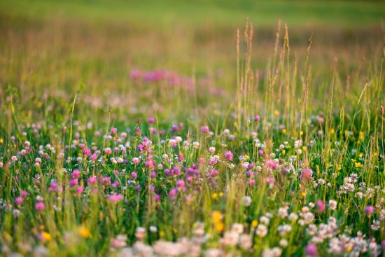 Vo vašej novej divokej záhrade budete mať stále čo obdivovať. Zdroj: Boragoo, shutterstock