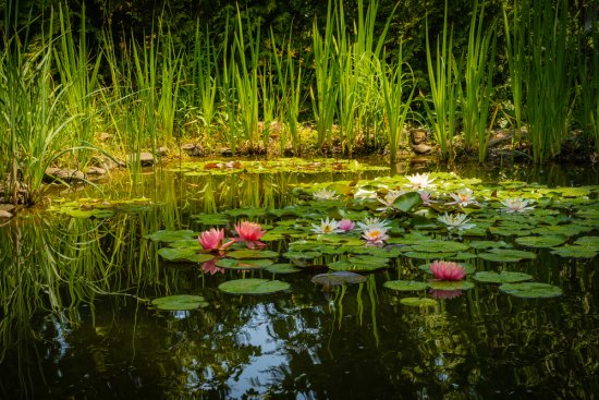 Jazierka či rybníky nie sú iba oázou pokoja a miestom pre relax. Zdroj: Alexander Denisenko, shutterstock