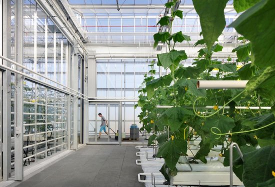 Vnútro obrovského skleníka architekti rozdelili do tzv. štyroch klimatických pásiem. Foto: Filip Dujardin