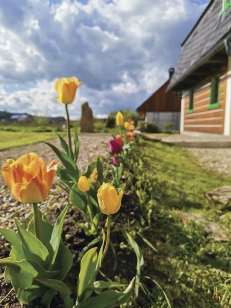 Na jar skrášľujú zrub farebné tulipány. 
