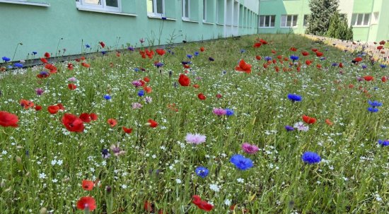 Jeden z finalistov – Biodiverzná strecha ZŠ Drieňová v bratislavskom Ružinove
Zdroj: Asociácia pre zelené strechy a zelenú infraštruktúru