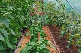 Príprava záhrady na začiatok pestovania: Čo treba vedieť