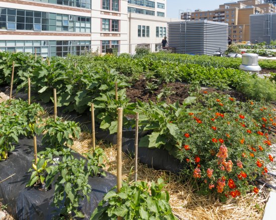 V mestách je možné priblížiť sa permakultúrnemu smeru vybudovaním komunitnej záhrady. Autor: Alison Hancock, Shutterstock