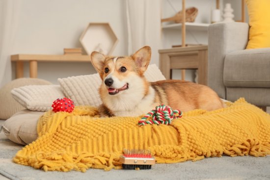 Foto: Pixel-Shot, shutterstock