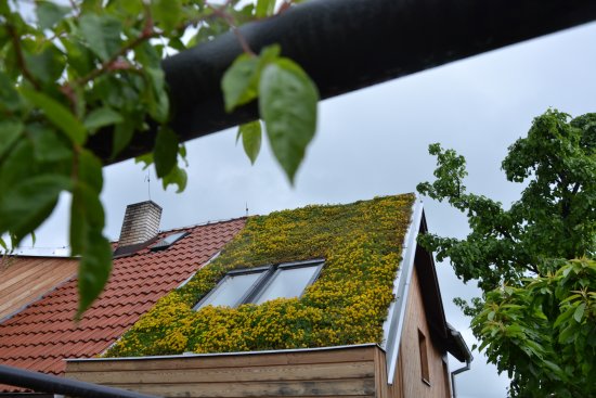 Zelená šikmá strecha v Stateniciach oslovila porotu inovatívnym využitím minerálnej vlny a riešením spomaľovania odtoku vody.