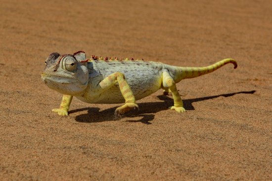 Ako chameleón pracuje so slnečným tepelným žiarením: Samička chameleóna namíbijského hľadá v púšti partnera ... Skoro ráno sa ale potrebuje zahriať a preto využíva univerzálnej schopnosti kože chameleónov - strana obrátená k slnku je tmavá, aby zachytávala čo najviac tepla, zatiaľ čo druhá zostáva svetlá , aby minimalizovala tepelné straty (z cyklu Život od BBC na ČT 2).Foto: LUC KOHNEN, Shutterstock